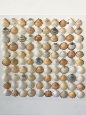 Seashells 100 Bittersweet Clam Shells 1-1/4 to 1-1/2” Natural Beach Crafts Decor